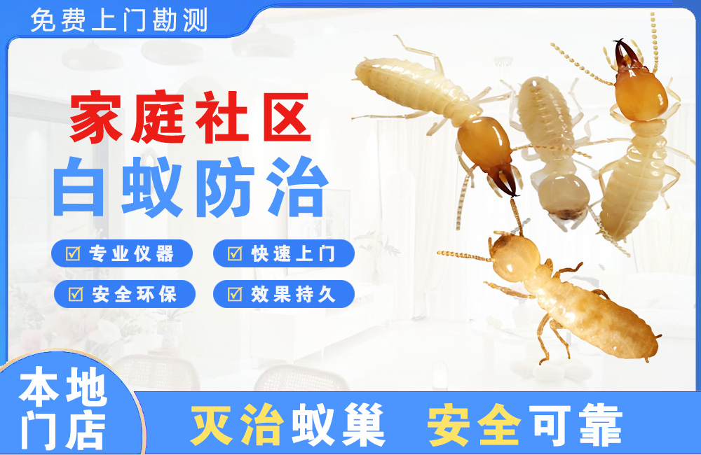 武夷山家庭社区白蚁防治