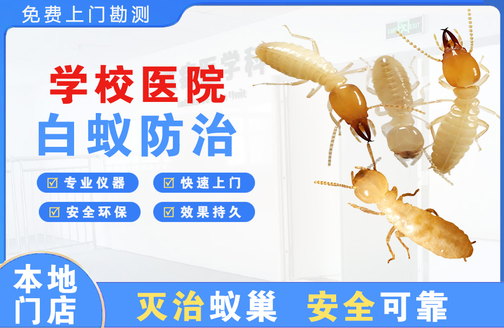 武夷山学校医院白蚁防治